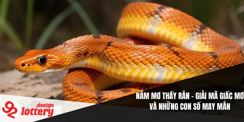 Nằm Mơ Thấy Rắn – Giải Mã Giấc Mơ Và Những Con Số May Mắn 1 Nằm Mơ Thấy Rắn